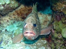 79 Tiger Grouper IMG 3820